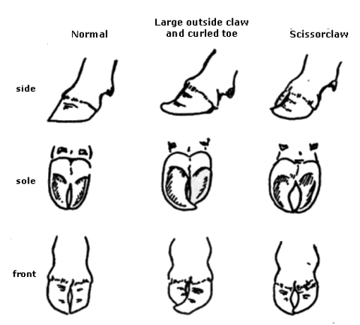 Bull claws example of normal, large outside claw and curled toe and scissorclaw