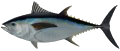 Bigeye Tuna