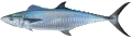 Mackerel (Narrow-Barred Spanish)