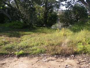 Estuatine vegetation, Parramatta River