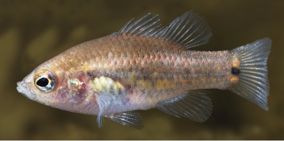 An oxeleyan pygmy perch swimming