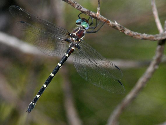 An Adam's emerald dragonfly clinging to a small branch of a tree, with big blue eyes and clack and white stripes on its abdomen 
