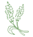 Sorghum