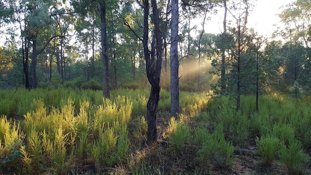 The rich landscape of the NSW Pilliga forest Young trees cover the ground surrounded by mature trees