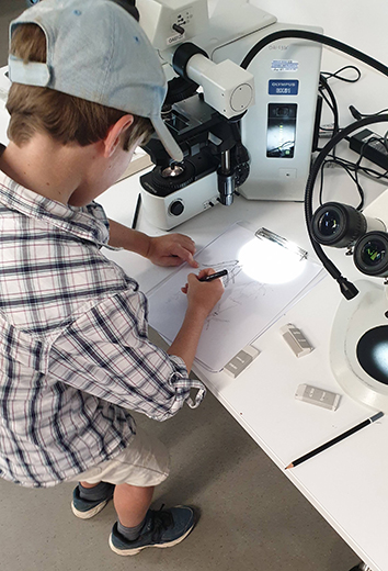 A young boy using a microscope to draw a thrip insect