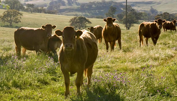 Cattle
