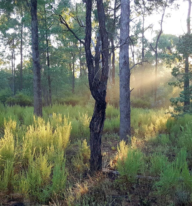 Forest regrowth