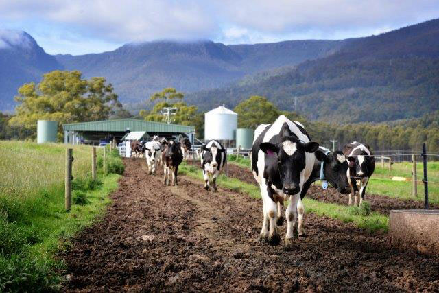Cows in field