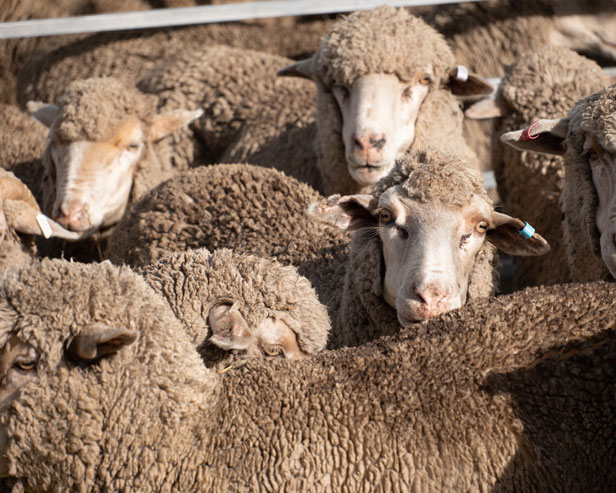 Sheep