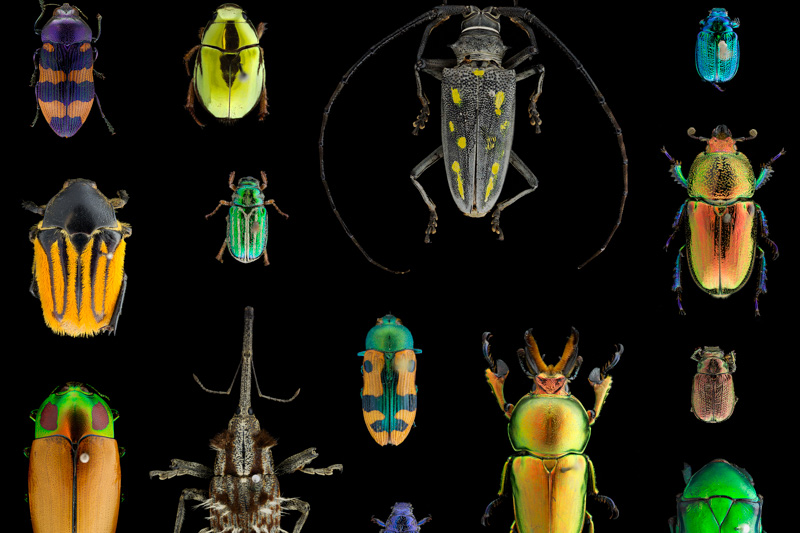 Biosecurity collections
