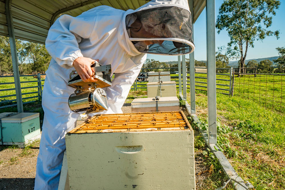 Smoking a hive