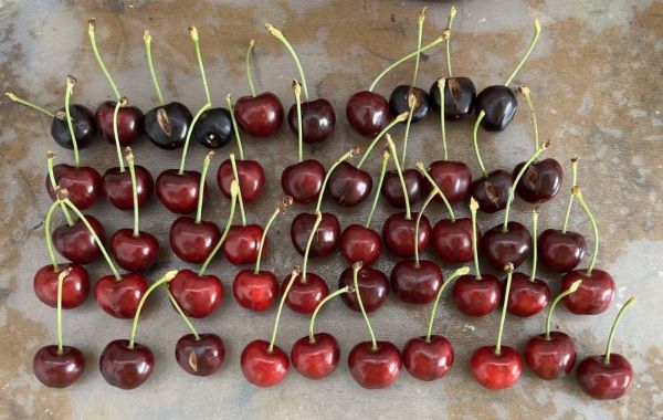 Cherries harvest outside of the protective covers, a number of which have split