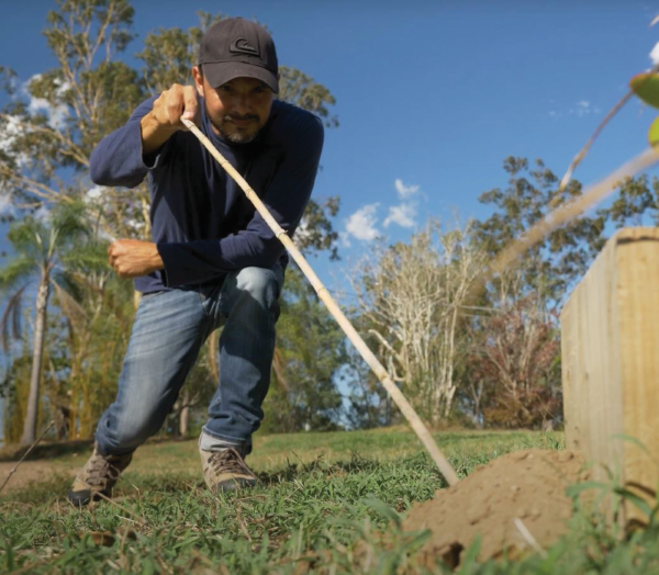 Image courtesy of the National Fire Ant Eradication Program poking fire ant nest with stick