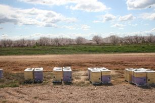 varroa management tool