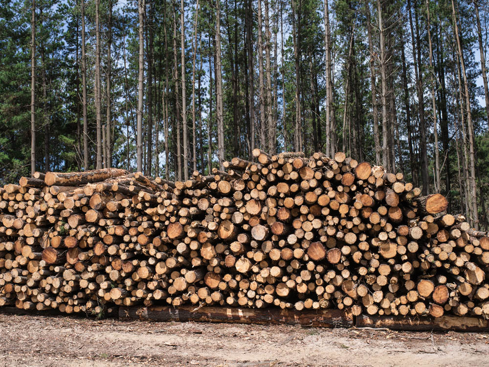 Logs