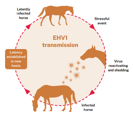 EHV1 transmission cycle EHV1 transmission cycle