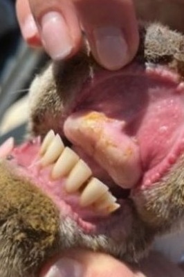 BTV Figure 1 - BTV1 affected sheep showing (left) haemorrhages on oral mucosae with ulcers developing on the gums BTV1 affected sheep showing haemorrhages on oral mucosae with ulcers developing on the gums