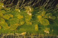 Soybean aphid