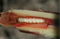 Sugarcane stem borer