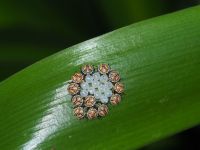 Yellow spotted stink bug