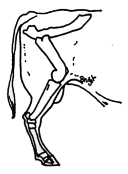 Bull sickle hocks