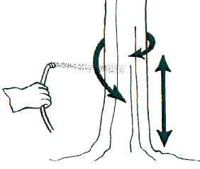 Basal bark spraying basal bark application