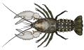 Murray crayfish