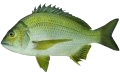 Black Bream
