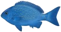 Bluefish