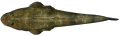 Flathead Dusky