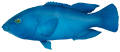 Blue Groper