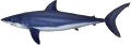 Shark - Mako