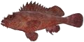 Eastern Red Scorpionfish (Red Rock Cod)
