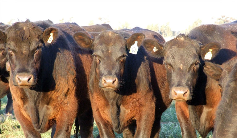 Cattle
