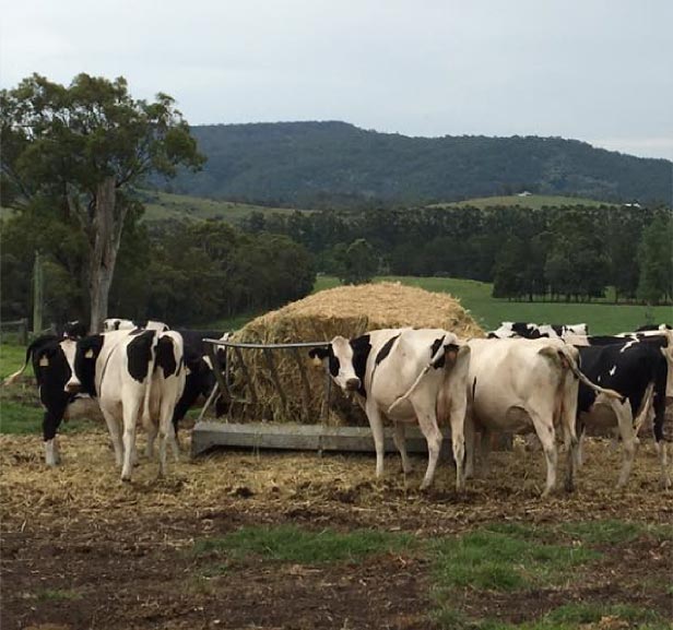 Cows in field