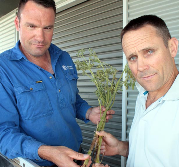 Lupin Growers