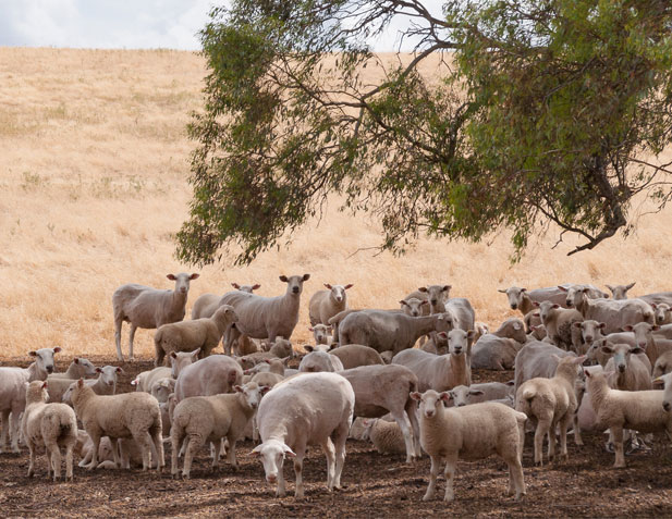 Sheep