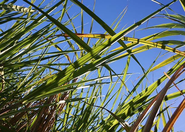Sugarcane