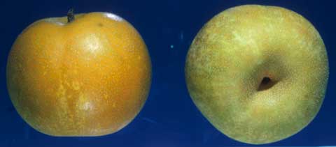 Nashi Kosui