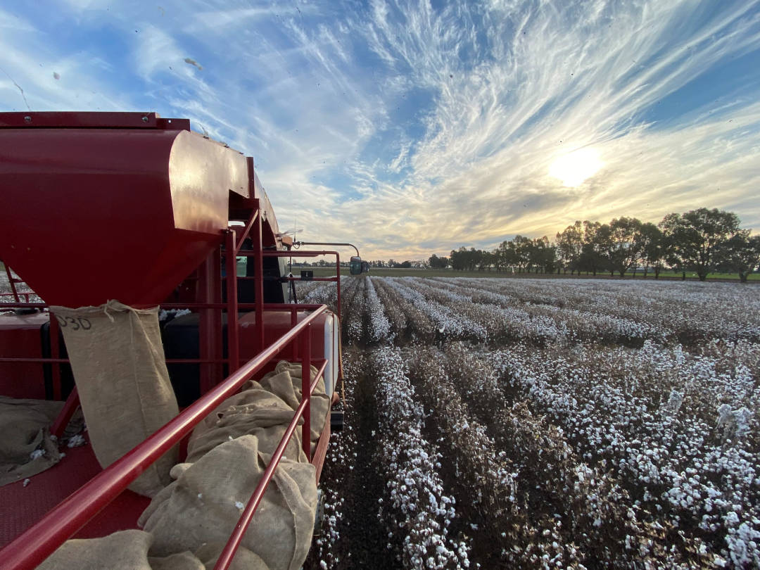 Cotton