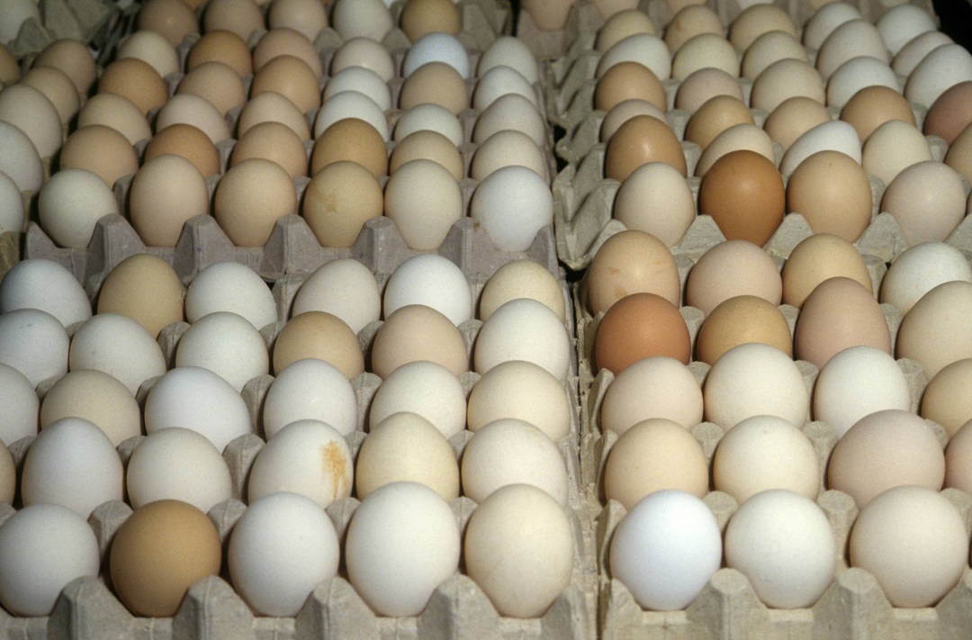 Eggs