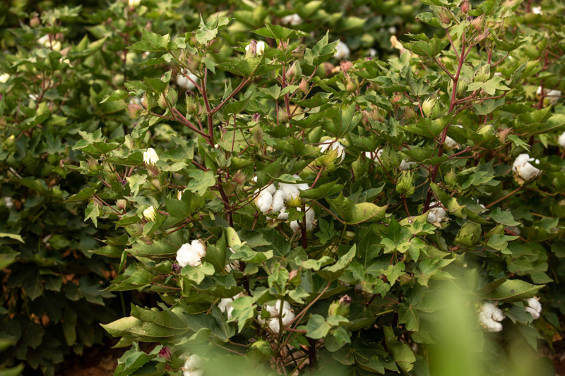 Cotton trials