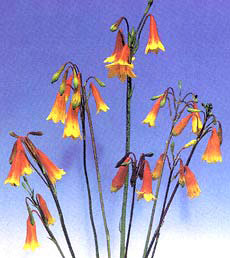 Christmas bells