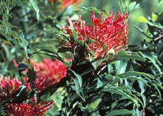 Alloxylon