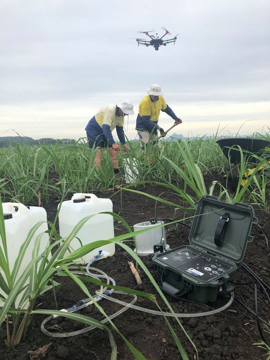 Drone above a sugarcane field