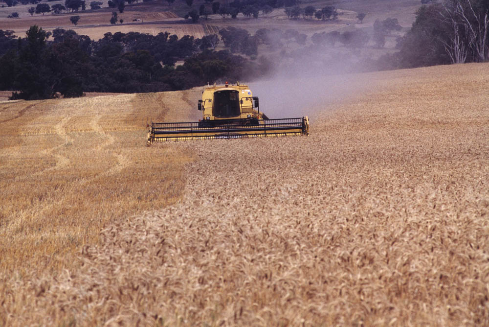 Harvesting wheat