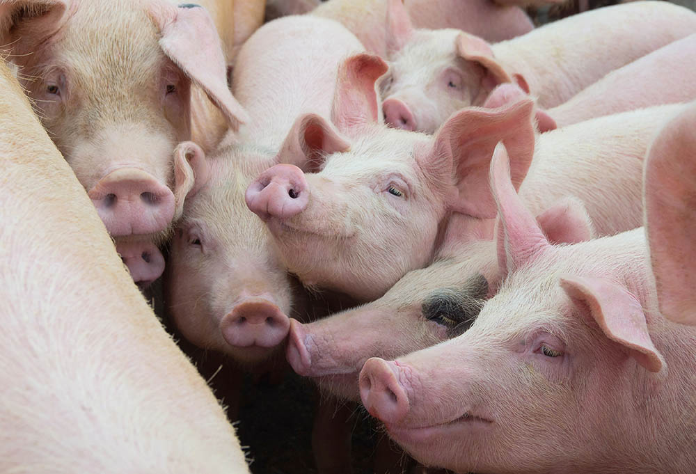 pigs