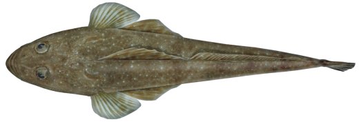 Flathead (Bluespotted)