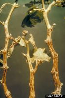 Bacterial blight