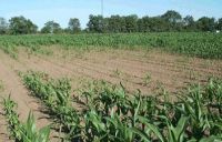 Maize cyst nematode